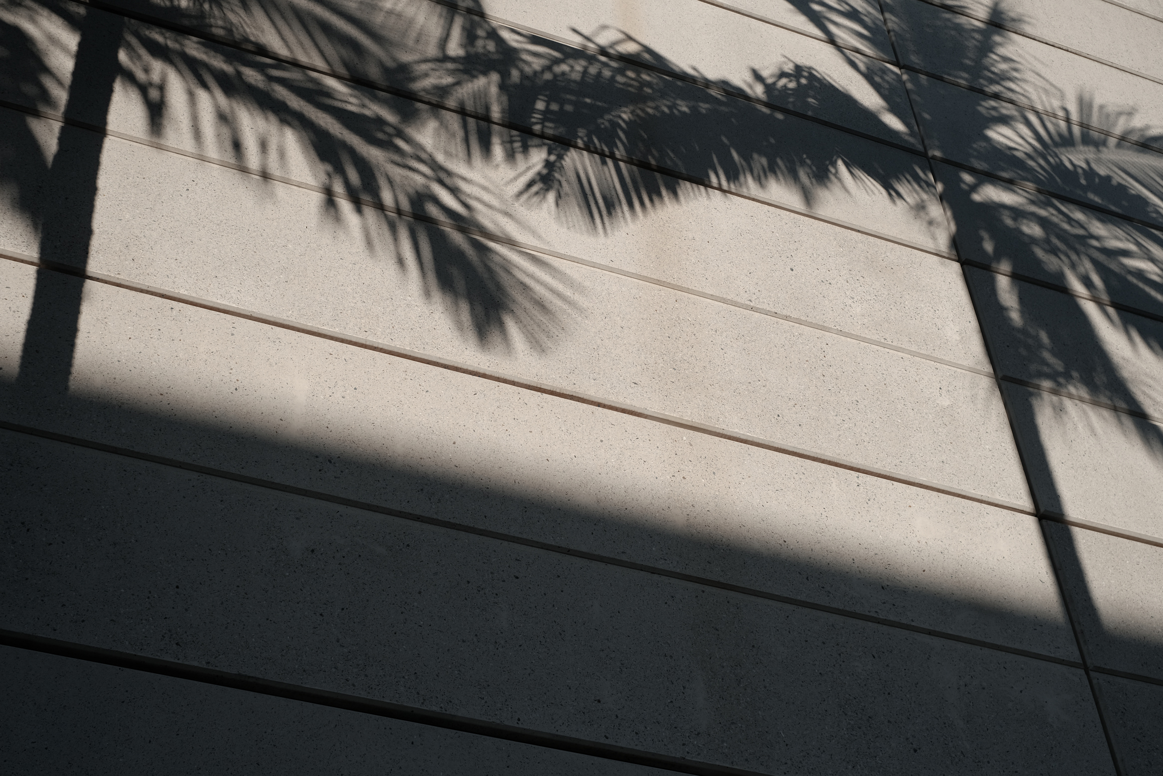 Shadows of Palm Trees 